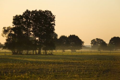 bydlo rasy limousine pensjonat michelin 21